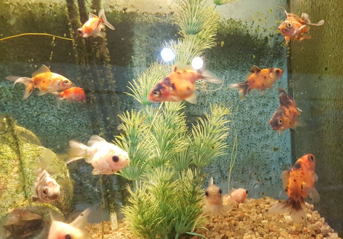 Peces goldfish