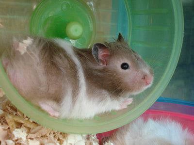 Hamster sirio en la rueda